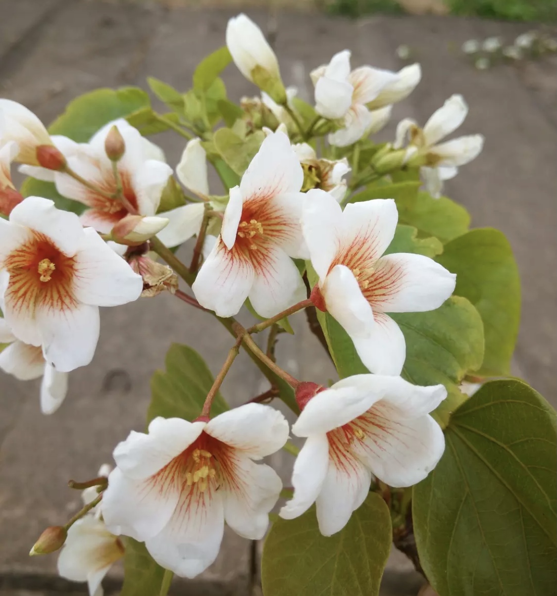 油桐花的花语是情窦初开情窦初开情意的发生或男女爱情萌动指刚刚懂得