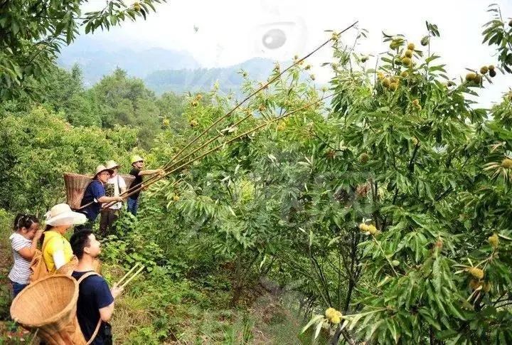 9月板栗飘香，快来溧水打板栗！_百科TA说