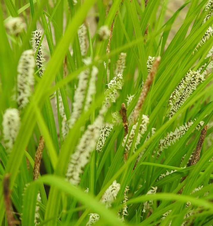 carex cinerascens kukenth.