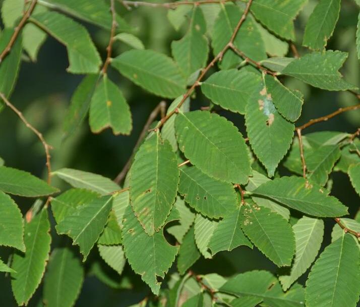  p>大果榉(学名: i>zelkova sinica  /i>schneid)是榆科,榉属乔木