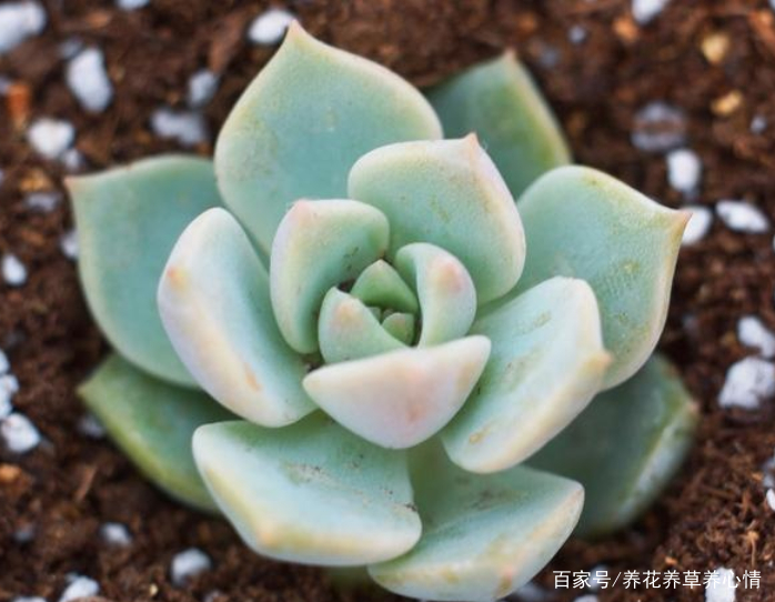 多肉白牡丹怎样养殖和繁殖 百科ta说