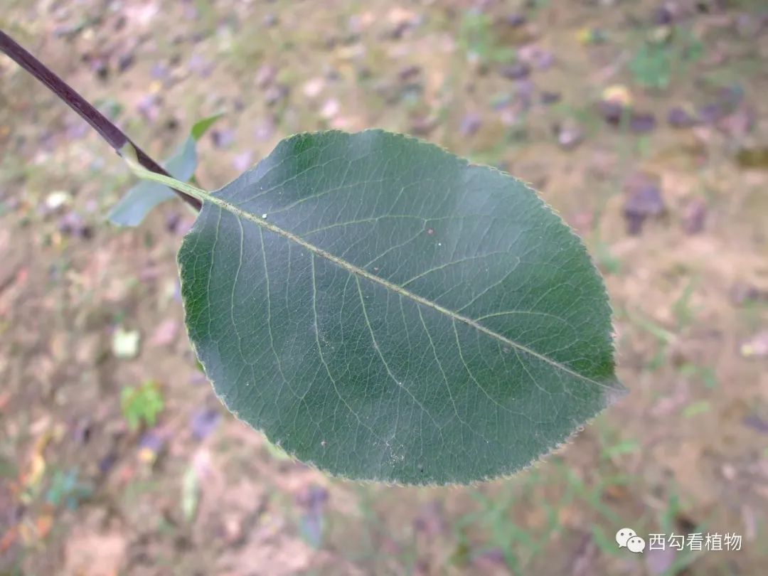 辛庄植物110——沙梨_百科TA说