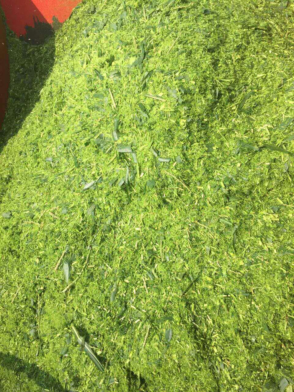 青绿饲料绿饲料