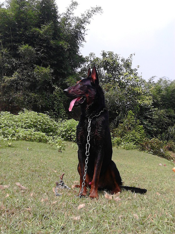  p data-id="gnb1phn77g">红犬是由 a target="_blank" href="/item