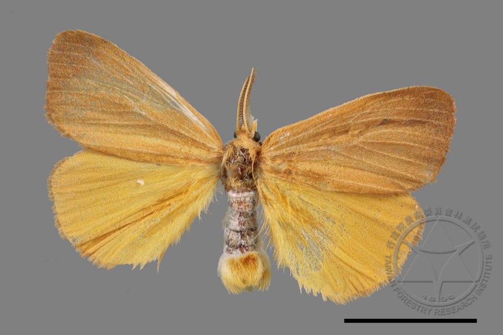  p>竹斑蛾,拉丁学名为 i>artona funeralis  /i>(butler),属于 a href