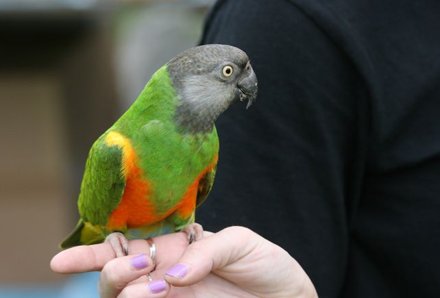  p>塞内加尔鹦鹉(学名:poicephalus senegalus)是典型的 a href="#"