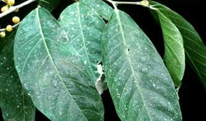  p>纸叶榕(学名:ficus chartacea)为桑科榕属的植物.