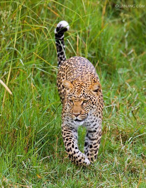 panthera pardus pardus