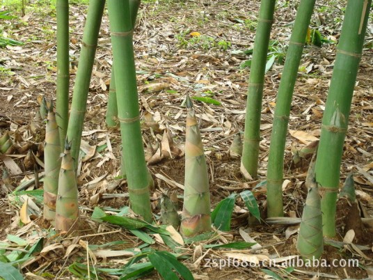 麻竹栽培技术 百度百科
