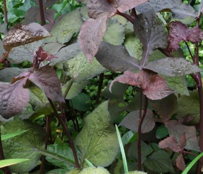 鸭儿芹属, a target="_blank" href="/item/伞形科/8249341" data