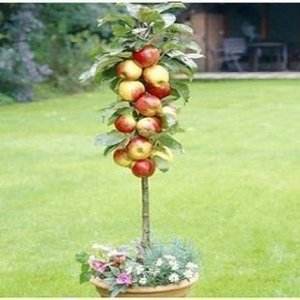 芭蕾苹果