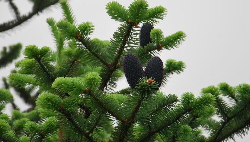  p>长苞冷杉(学名: i>abies georgei /i> orr)是松科冷杉属植物,乔木