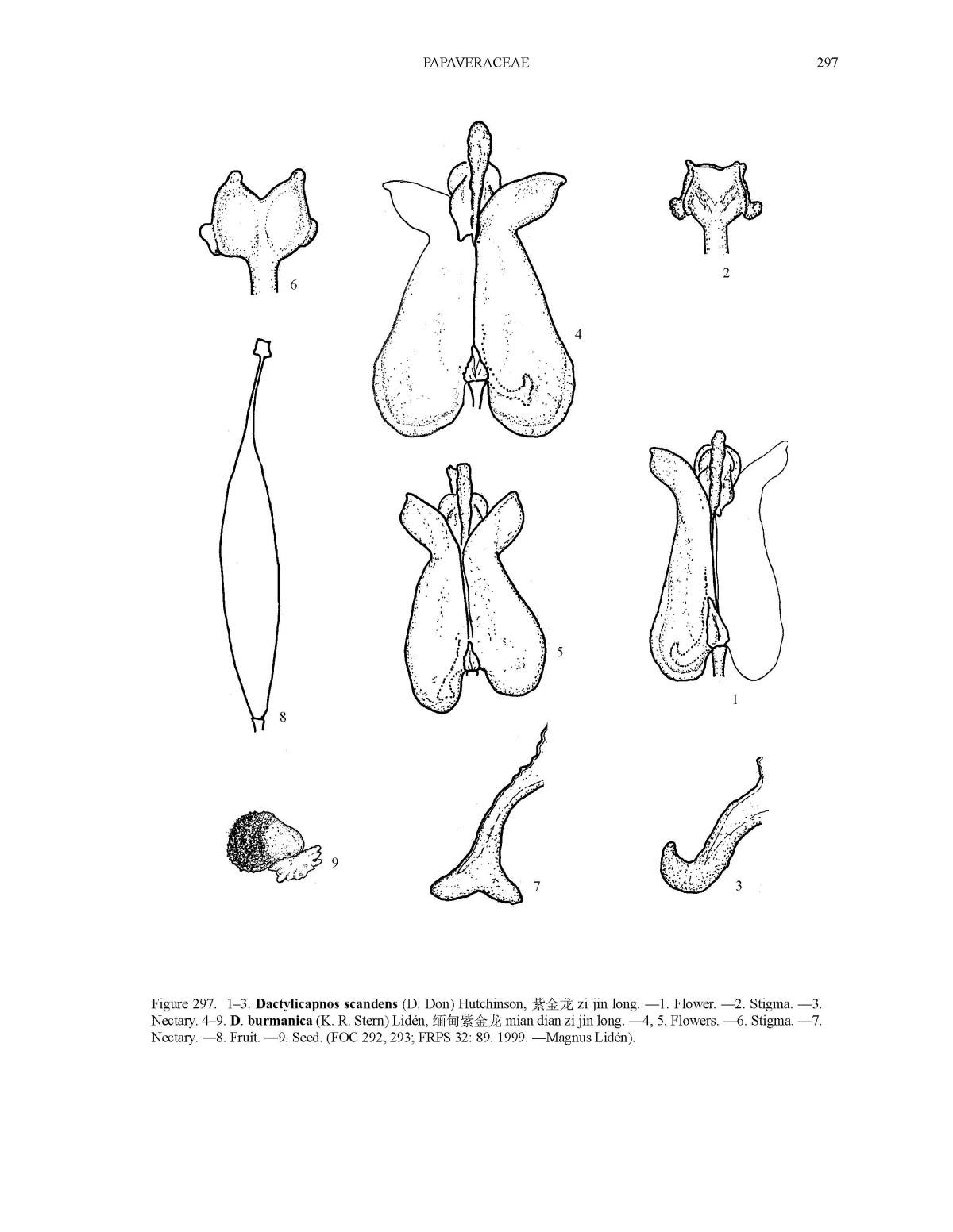  p>紫金龙属(学名:dactylicapnos wall.