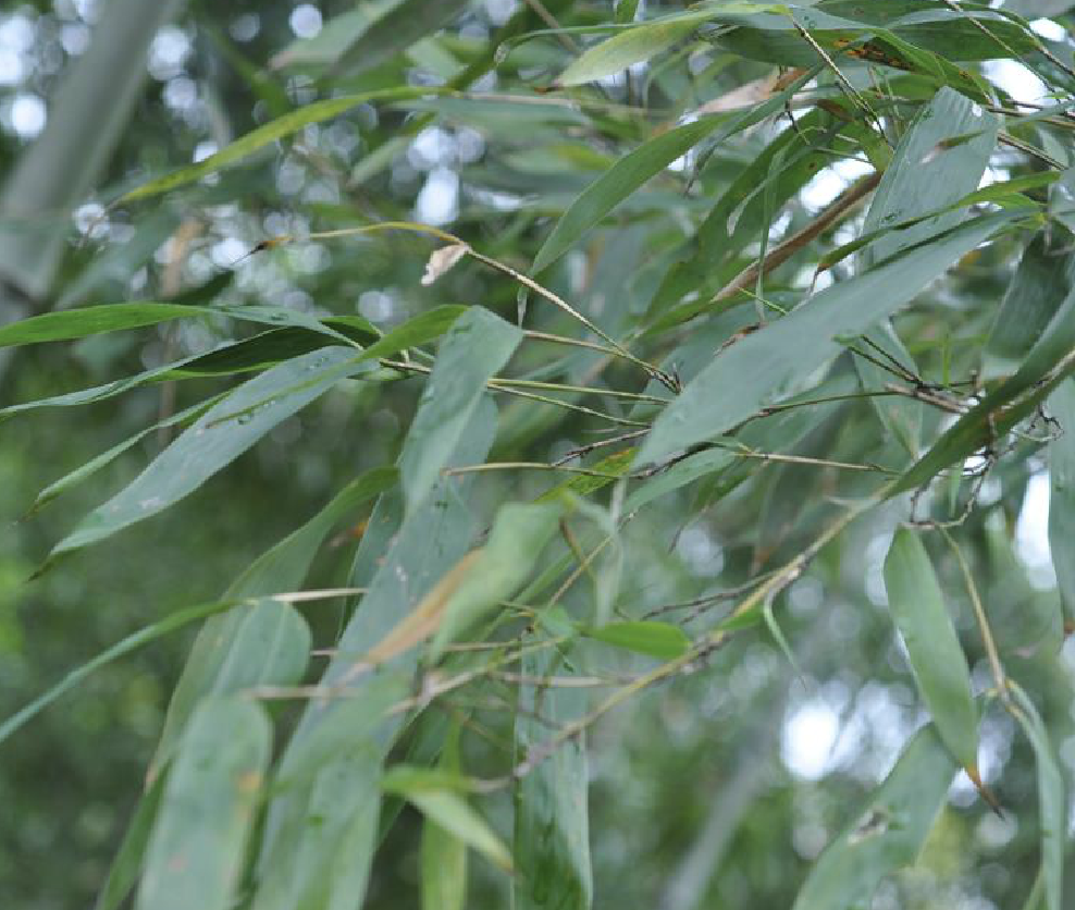  p>红哺鸡竹(学名: i>phyllostachys iridescens  /i>c. y.