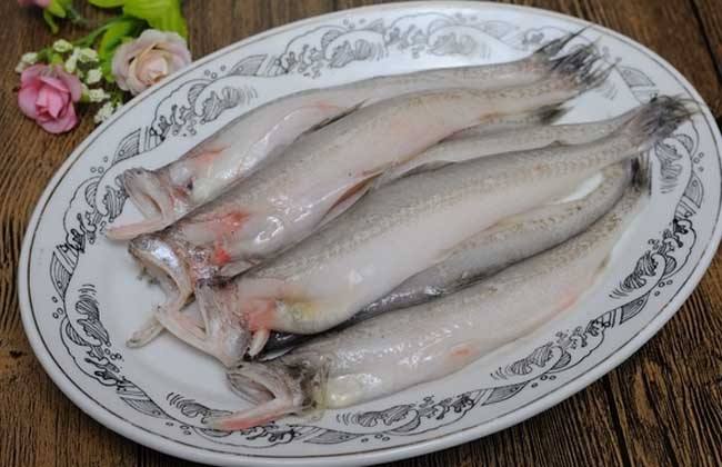 harpadon nehereus hamilton