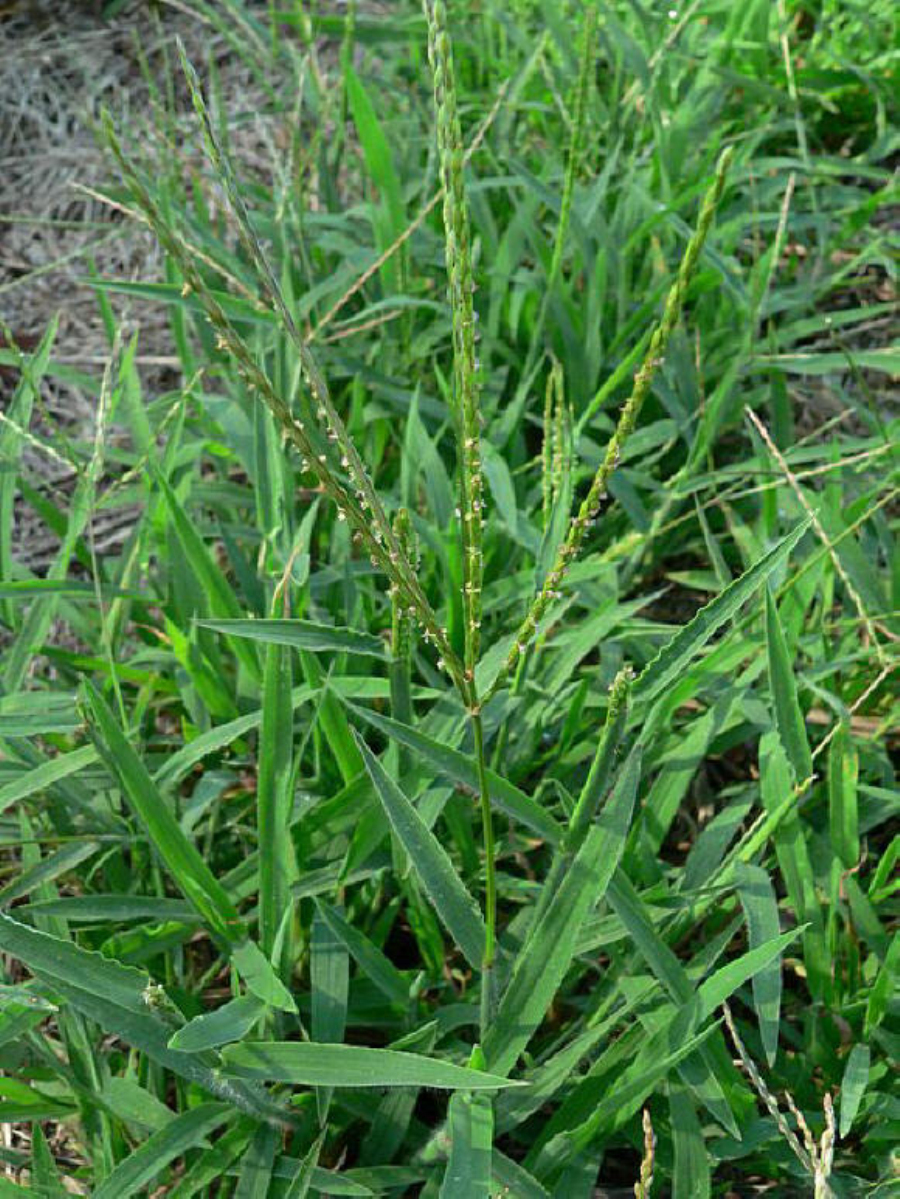 ="#" data-lemmaid="795476">总状花序 /a>指状排列或聚生于茎的上部