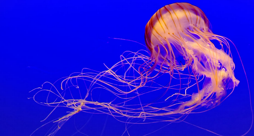 金黄水母