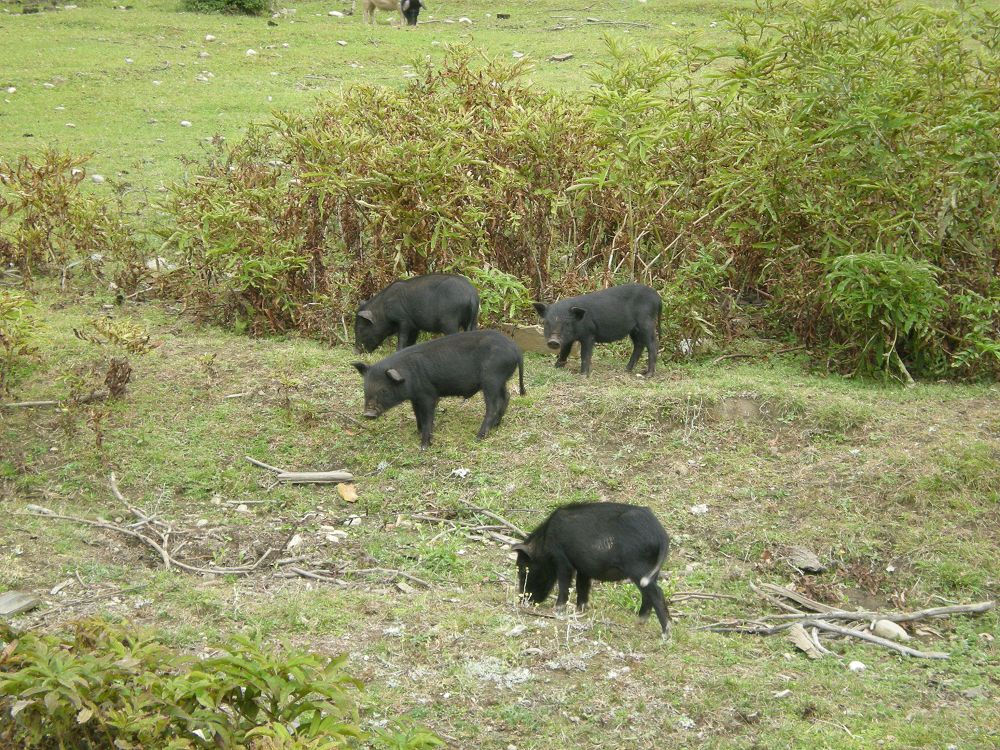  p data-id="gnx6v19qoz">藏猪被毛多为 a t