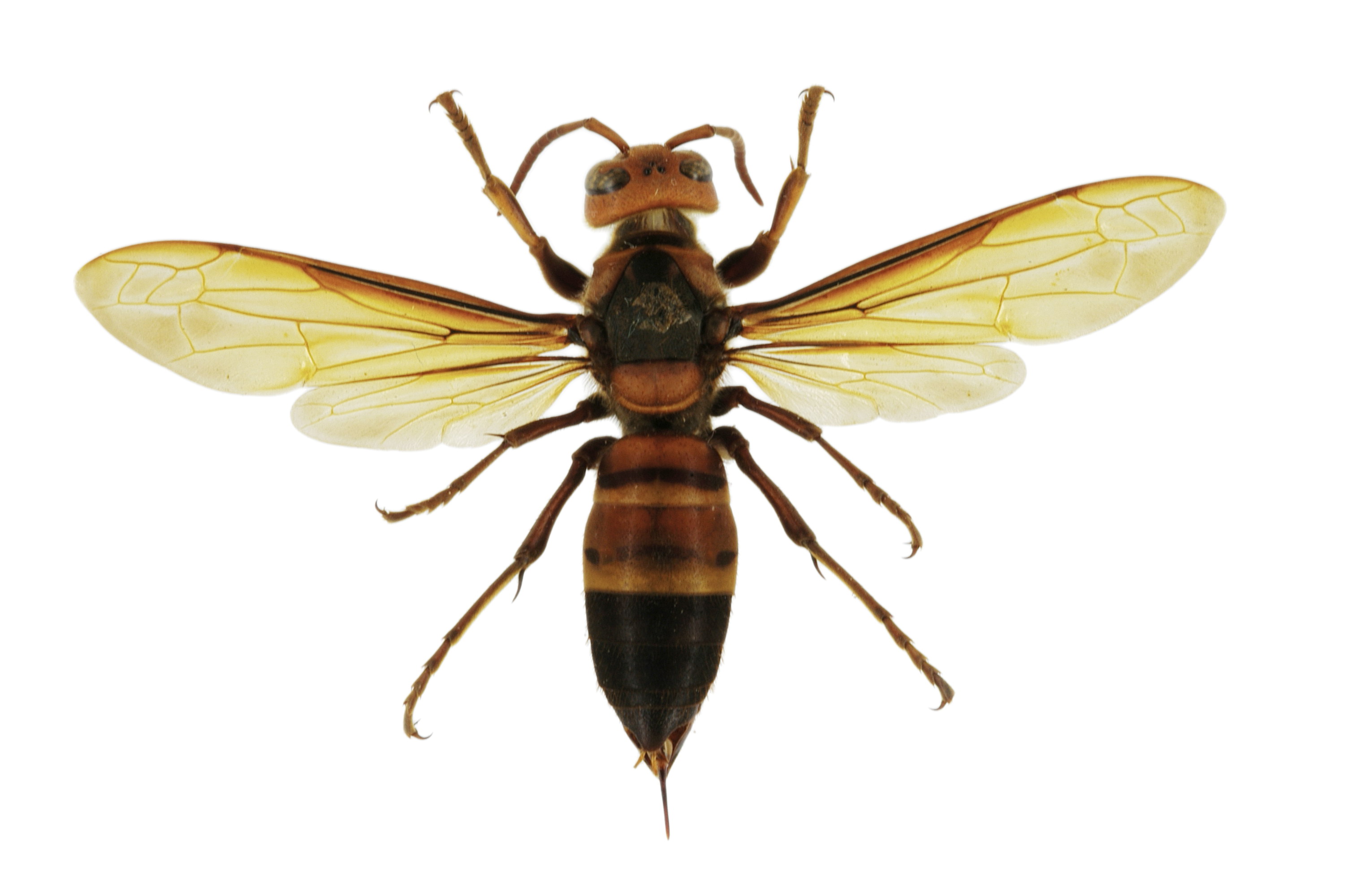  p>黑尾胡蜂, i>vespa ducalis  /i>smith,为膜翅目 a href="#" data