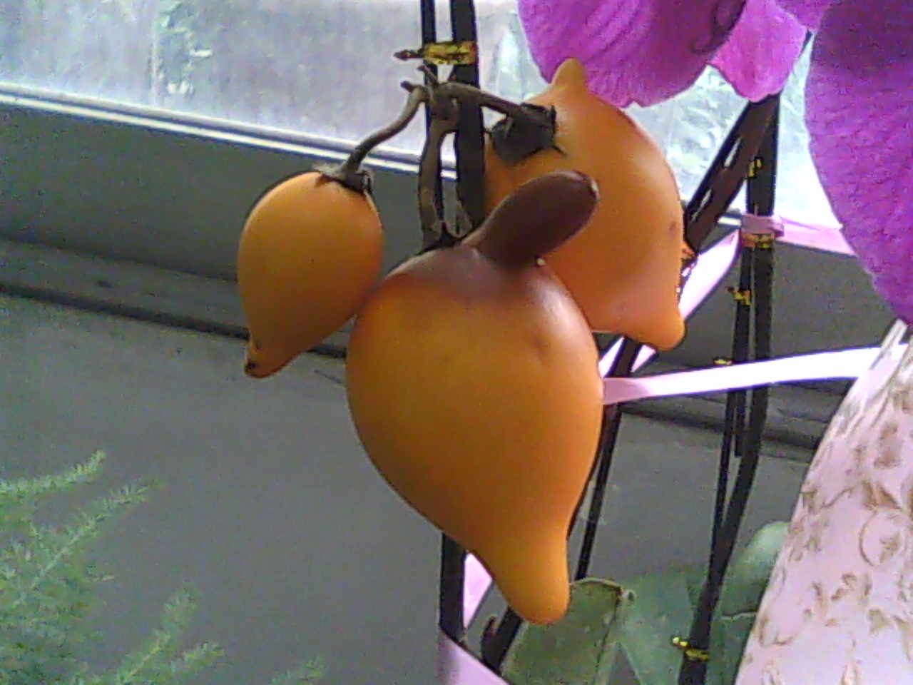  p>乳头突起 papilla /p> p> a target="_blank" href="/item/植物