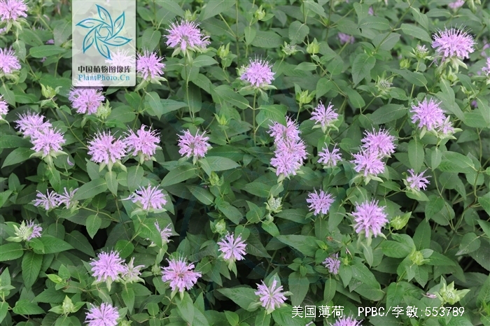 也叫 a target="_blank" href="/item/马薄荷/7807552" data-lemma