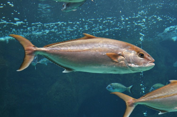  p>高体鰤(学名: i>seriola dumerili /i>)是鲹科,鰤属的鱼类.