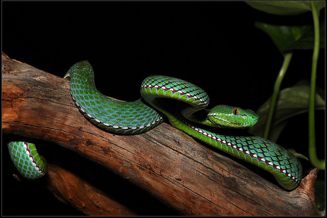  p>冈氏竹叶青(学名: i>viridovipera gumprechti /i>)是 a>腹蛇科 /a