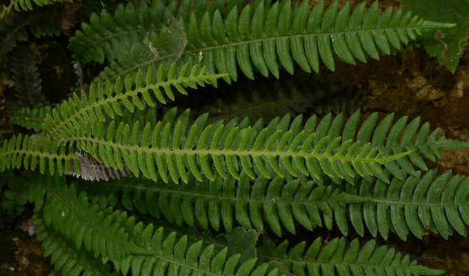  p>荚囊蕨属(学名:struthiopteris scopoli)是乌毛蕨科下属一属.