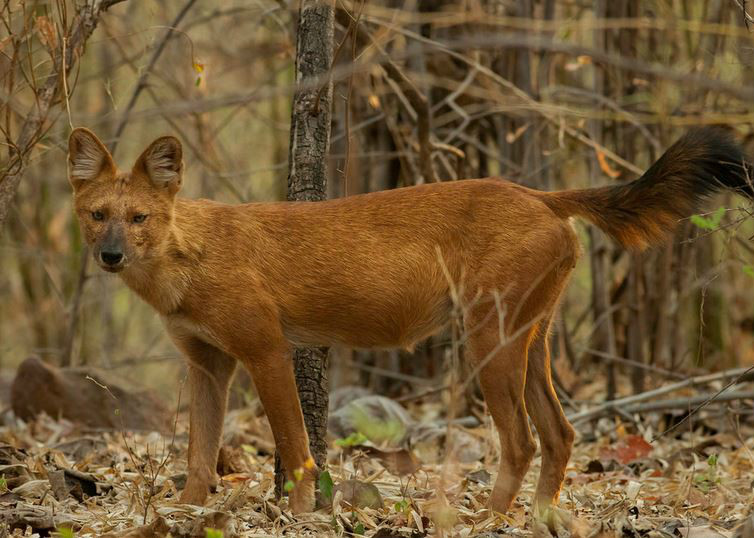  p>豺(学名: i>cuon alpinus /i>):有11个 a target="_blank" href="