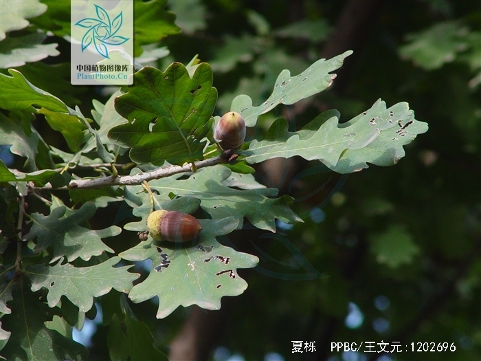  p>夏栎(学名: i>quercus robur /i> l.