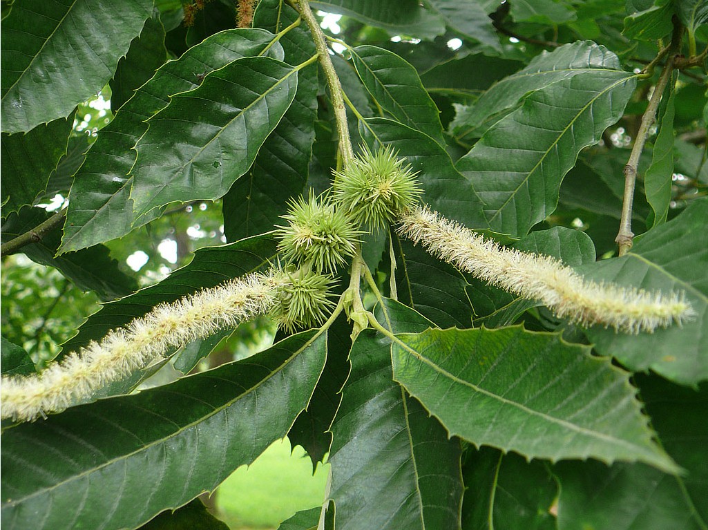  p>麻栎(学名: i>quercus acutissima  /i>carruth.
