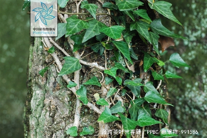  p> a href="#" data-lemmaid="6029089">台湾菱叶常春藤 /a>,为双子