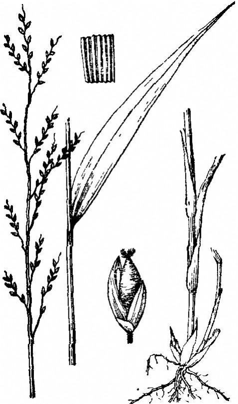 皱叶狗尾草(原变种)