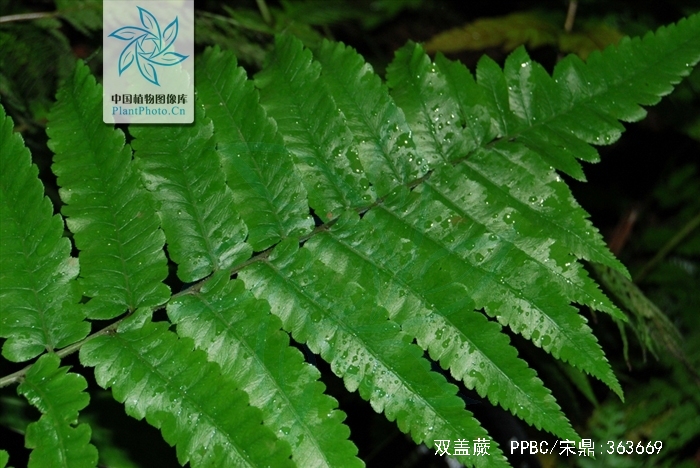  p>双盖蕨,根状茎长而横走或横卧至斜升,直径3-4(-8)毫米,黑色,密生