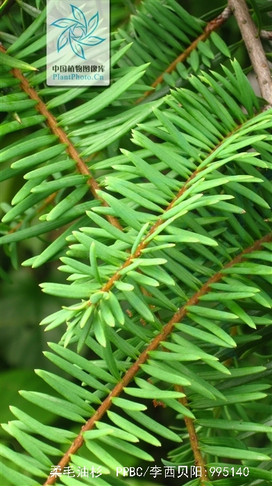  p>柔毛油杉(学名: i>keteleeria pubescens /i> cheng et l. k.