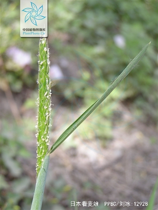  p>日本看麦娘. a href="#">禾本科 /a>看麦娘属. 一或二年生草本.