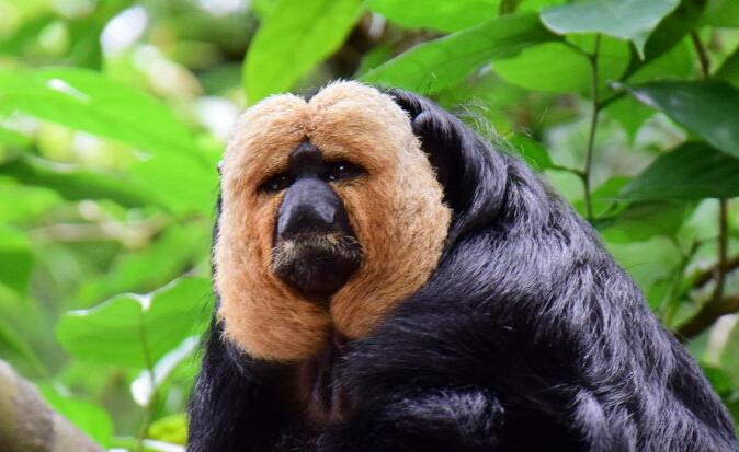 他们是行动快速敏捷的动物. /p>