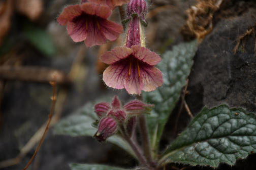 Rehmannia glutinosa_百度百科