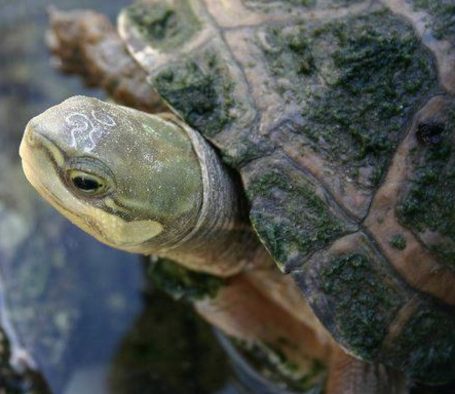  p>周氏闭壳龟(学名: i>cuora zhoui /i>)是龟科,闭壳龟属动物.