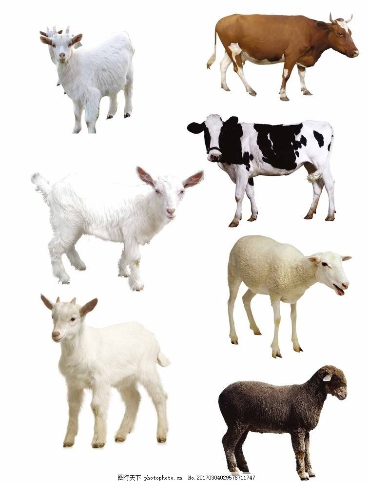  p>牲畜一般是指由人类饲养使之繁殖而利用,有利于农业生产的畜类,可