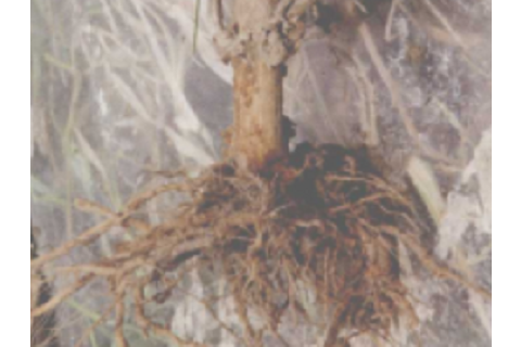  p>茄子根腐病是由茄病镰刀菌引起,发生在茄子上的病害.