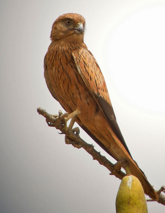  p>大黄眼隼(学名: i>falco alopex /i>):是一种小型猛禽.