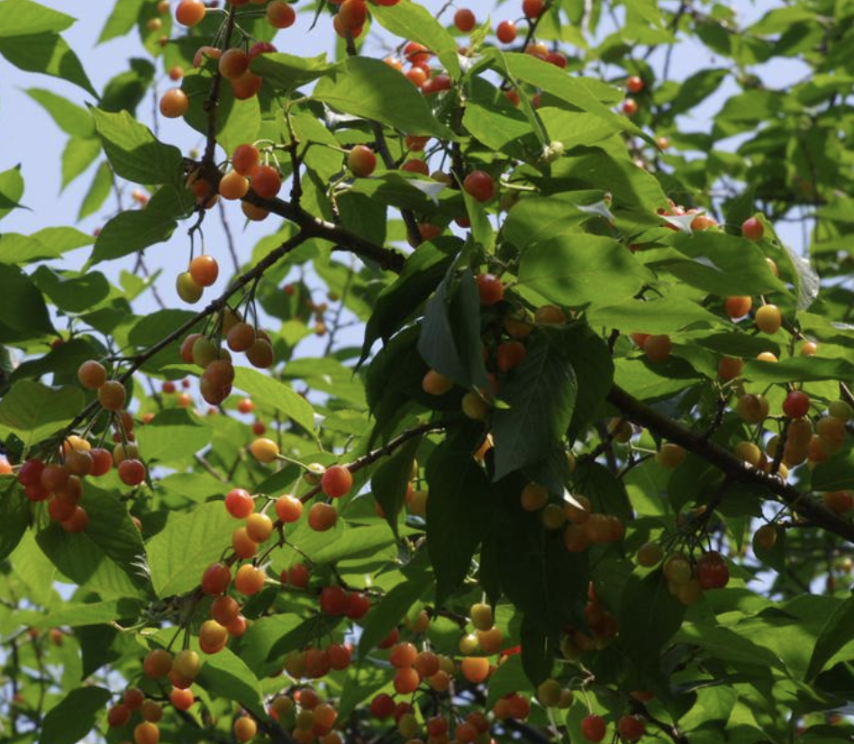  p>樱桃(学名: i>cerasus spp. /i>)是蔷薇科,樱属几种植物的统称.