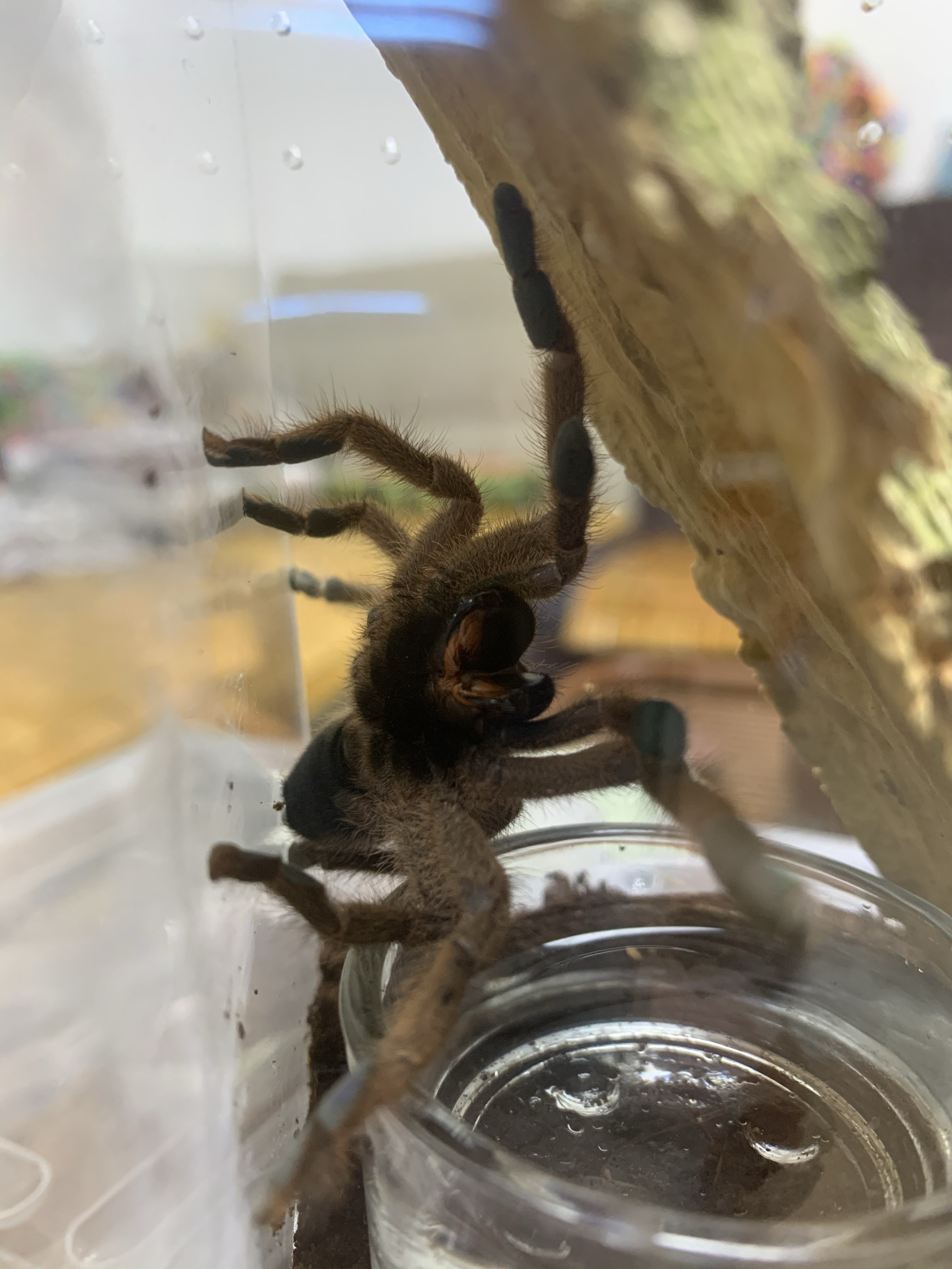 波多黎各金粉趾