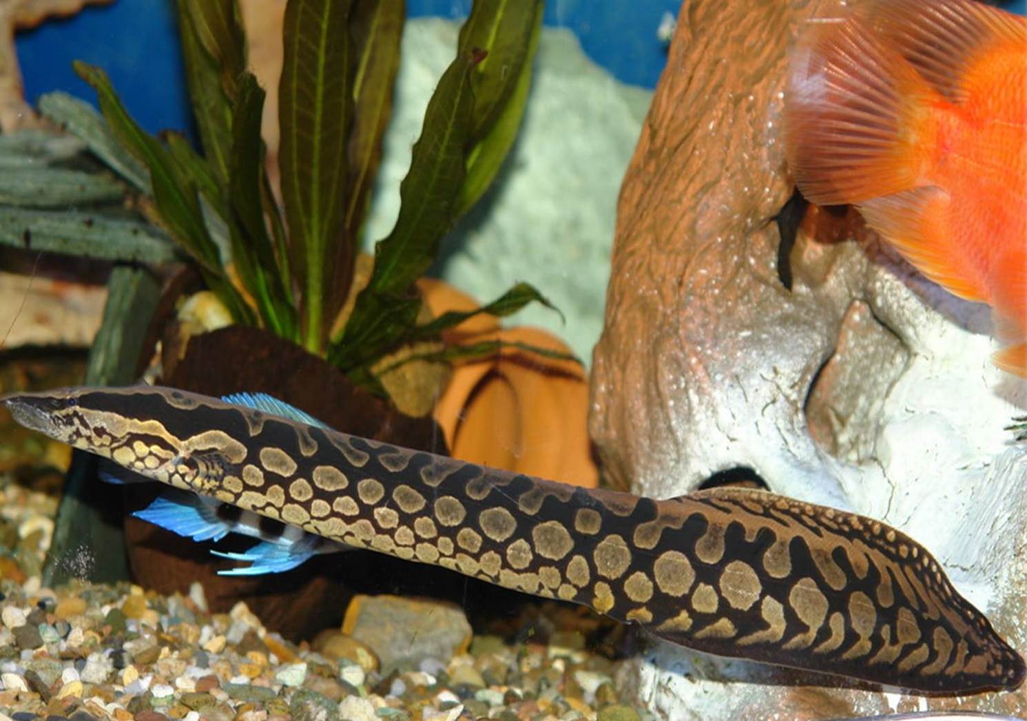  p>大刺鳅(学名: i>mastacembelus armatus /i>)是刺鳅科,刺鳅属鱼类.