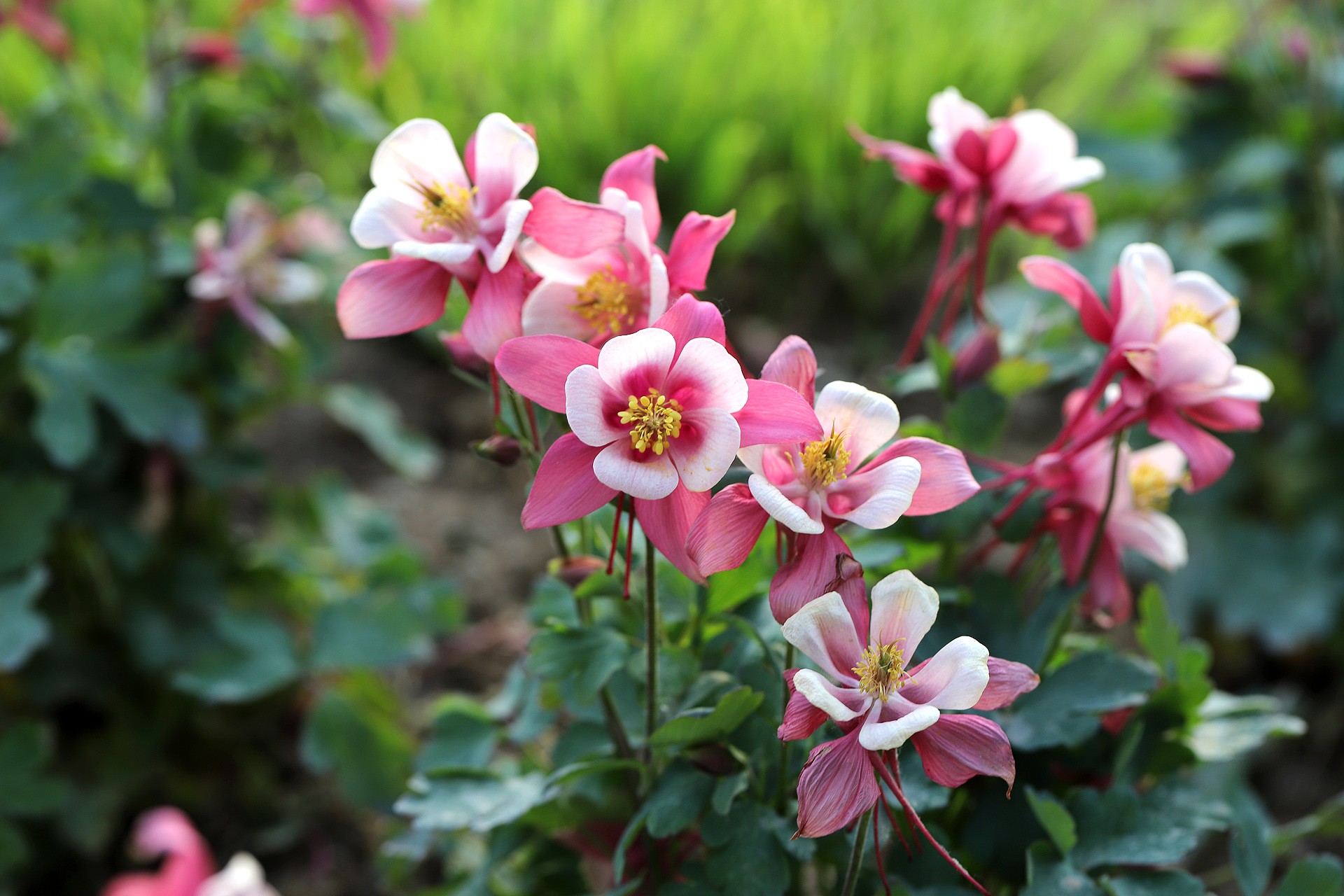  p>耧斗菜属(学名:aquilegia l.