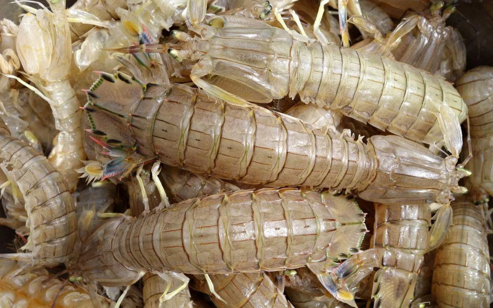 虾爬子：好战的水中“霸王虾”_百科TA说