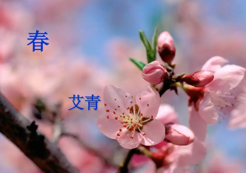 品艾青的《春》看诗人三段感情_百科TA说