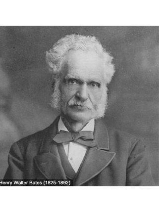 亨利·沃尔特·贝茨