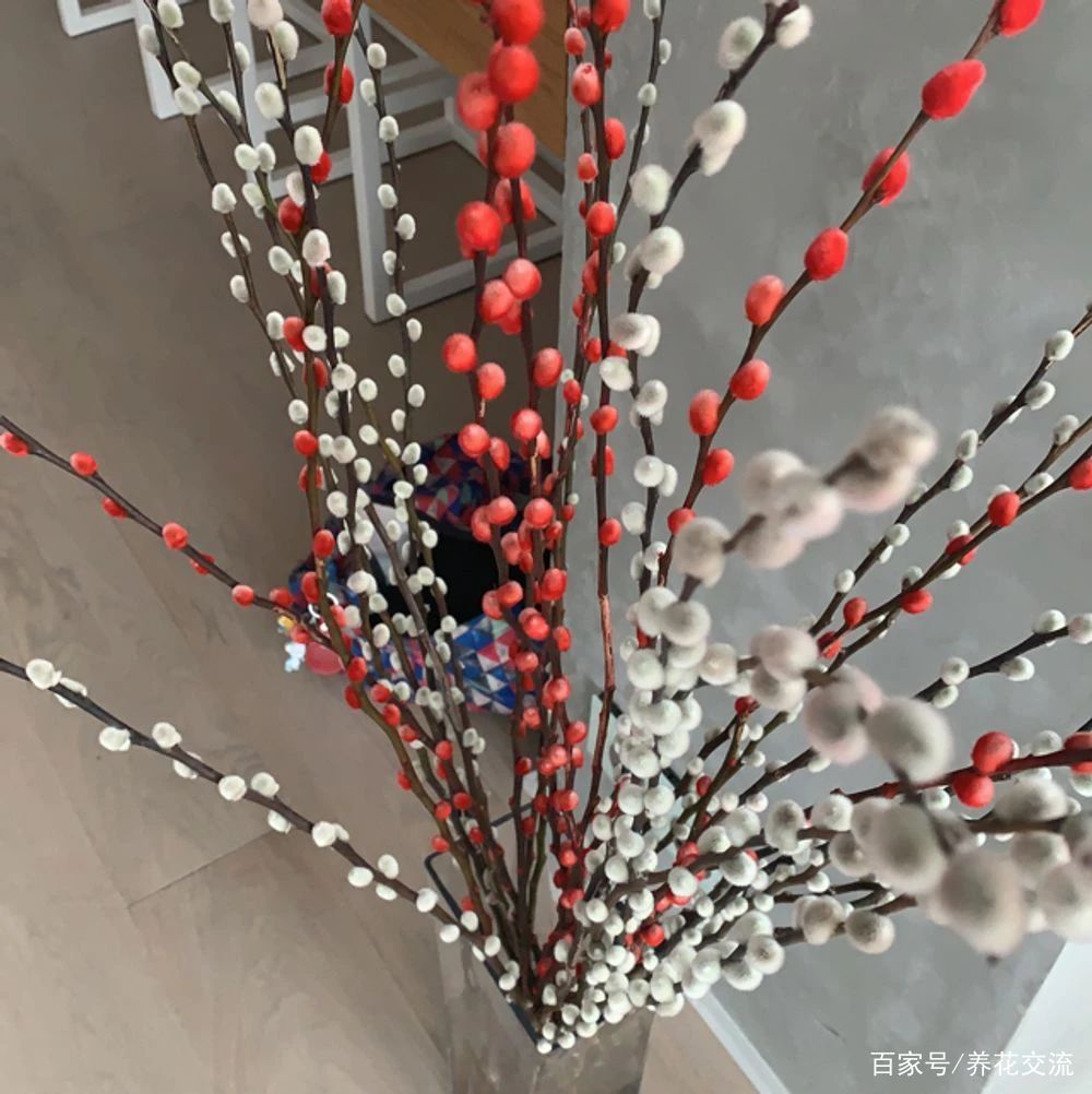 春节前后的年宵插花 买个枝条可观赏一两个月 哪一种是你最爱 百科ta说